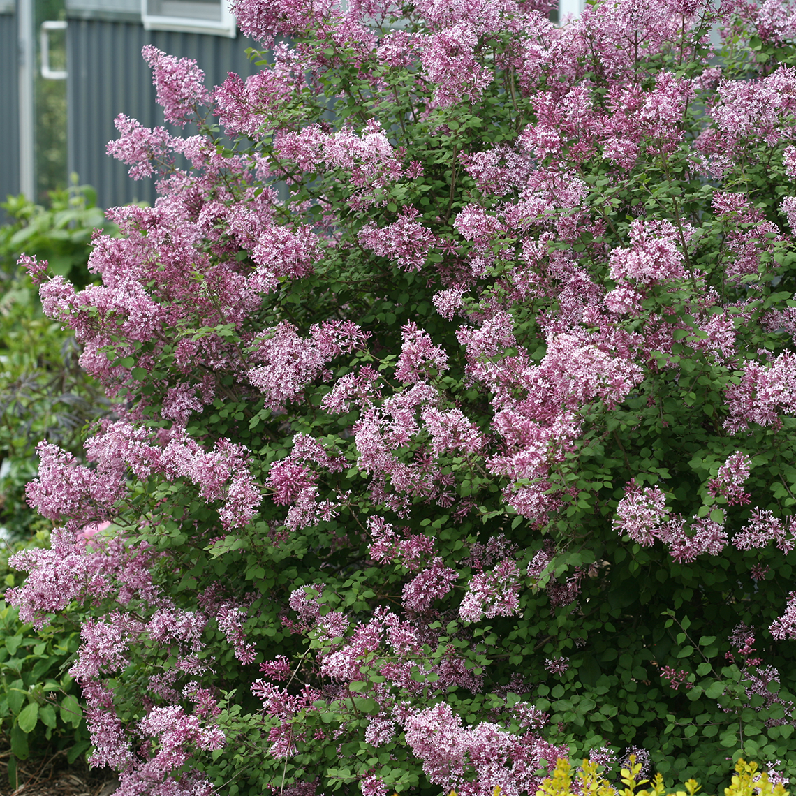 Bloomerang Purple Syringa | Spring Meadow - wholesale liners - Spring